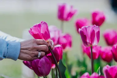 عکس: جشنواره گل‌های لاله در استرالیا