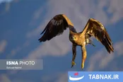 پرندگان مهاجر و بومی خراسان جنوبی
