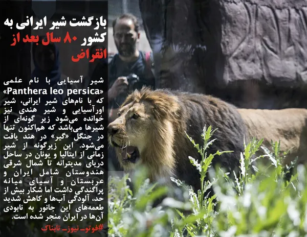 شیر آسیایی با نام علمی &laquo;Panthera leo persica&raquo; که با نام&zwnj;های شیر ایرانی، شیر اورآسیایی و شیر هندی نیز خوانده می&zwnj;شود زیر گونه&zwnj;ای از شیرها می&zwnj;باشد که هم&zwnj;اکنون تنها در جنگل &laquo;گیر&raquo; در هند یافت می&zwnj;شود. این زیرگونه از شیر زمانی از ایتالیا و یونان در ساحل دریای مدیترانه تا شمال شرقی هندوستان شامل ایران و عربستان و آسیای میانه پراگندگی داشت اما شکار بیش از حد، آلودگی آب&zwnj;ها و کاهش شدید طعمه&zwnj;های این جانور به نابودی آن&zwnj;ها در ایران منجر شده است.
