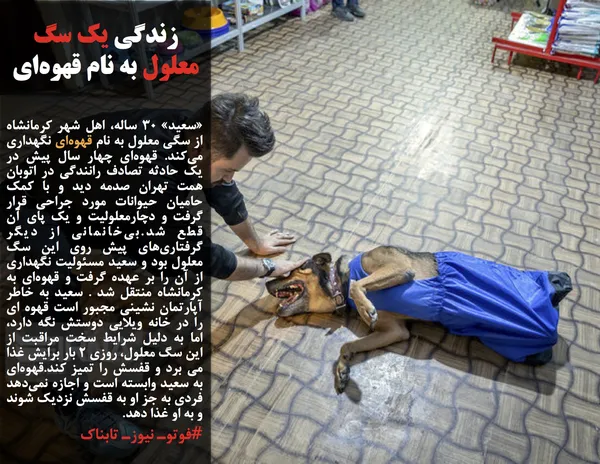 &laquo;سعید&raquo; 30 ساله، اهل شهر کرمانشاه از سگی معلول به نام قهوه&zwnj;ای نگهداری می&zwnj;کند. قهوه&zwnj;ای چهار سال پیش در یک حادثه تصادف رانندگی در اتوبان همت تهران صدمه دید و با کمک حامیان حیوانات مورد جراحی قرار گرفت و دچارمعلولیت و یک پای آن قطع شد.بی&zwnj;خانمانی از دیگر گرفتاری&zwnj;های پیش روی این سگ معلول بود و سعید مسئولیت نگهداری از آن را بر عهده گرفت و قهوه&zwnj;ای به کرمانشاه منتقل شد . سعید به خاطر آپارتمان نشینی مجبور است قهوه ای را در خانه ویلایی دوستش نگه دارد، اما به دلیل شرایط سخت مراقبت از این سگ معلول، روزی 2 بار برایش غذا می برد و قفسش را تمیز کند.قهوه&zwnj;ای به سعید وابسته است و اجازه نمی&zwnj;دهد فردی به جز او به قفسش نزدیک شوند و به او غذا دهد.
