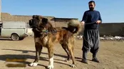 تصاویر سگ‌های خراسانی عظیم الجثه