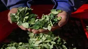 کشاورزان گرفتار در جنگ کوکائین کلمبیا