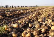 جهش ۷۰۰ درصدی قیمت سیب‌زمینی در اروپا!