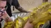 تصاویر سرو آهو برای زائرین اربعین
