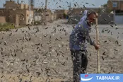 «خوی» ؛ قطب تولید دانه های روغنی آفتابگردان