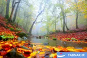 عکس: طبیعت پاییزی گیلان