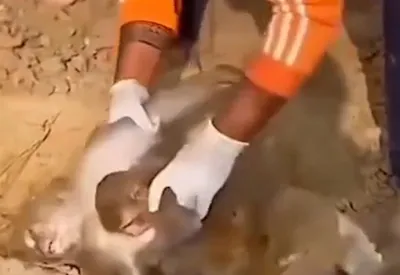 عزاداری بچه میمون برای مادرش