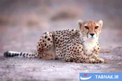 یوزهای آسیایی پارک ملی توران