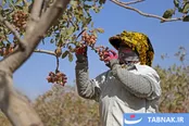 برداشت و فرآوری پسته