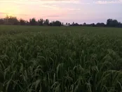 شاليزاربرنج روستاي باغدشت شهرستان قائمشهر