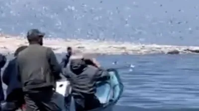 تصاویر پرندگان مهاجر  در جزایر دریاچه ارومیه
