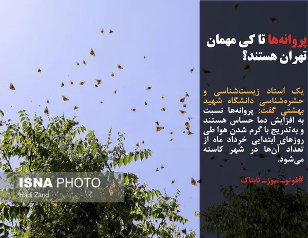 یک استاد زیست&zwnj;شناسی و حشره&zwnj;شناسی دانشگاه شهید بهشتی گفت: پروانه&zwnj;ها نسبت به افزایش دما حساس هستند و به&zwnj;تدریج با گرم شدن هوا طی روزهای ابتدایی خرداد ماه از تعداد آن&zwnj;ها در شهر کاسته می&zwnj;شود.
