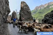 بهار در جاده چالوس؛ کوچ آرام عشایر در گذر سبز