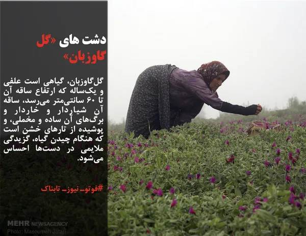 گل&zwnj;گاوزبان، گیاهی است علفی و یک&zwnj;ساله که ارتفاع ساقه آن تا ۶۰ سانتی&zwnj;متر می&zwnj;رسد، ساقه آن شیاردار و خاردار و برگ&zwnj;های آن ساده و مخملی، و پوشیده از تارهای خشن است که هنگام چیدن گیاه، گزیدگی ملایمی در دست&zwnj;ها احساس می&zwnj;شود.
