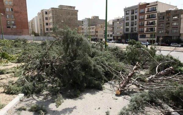 صبح &zwnj;سه&zwnj;شنبه، همه درختان محوطه پارک بهارستان به مساحت 4 هزار و ۷۰۰ مترمربع از نوع کاج برگ سوزنی و توت در شهرک مبعث، حد فاصل خیابان&zwnj;های بهارستان ۱۳ و ۱۵ در منطقه ۵ شهرداری تهران قطع شدند. /IRNA
