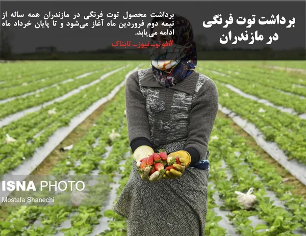 برداشت توت فرنگی در مازندران