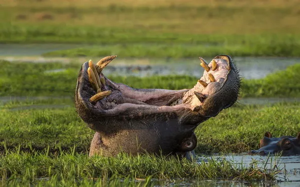 خمیازه عمیق یک اسب آبی در پارک ملی چوبه موزامبیک. (Solent News)

