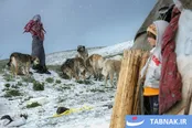 عکس: از قله تا دشت؛ کوچ هزار رنگ پاییزه