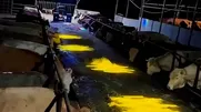 تاکتیک بامزه یک هموطن برای افزایش شیر گاوهایش