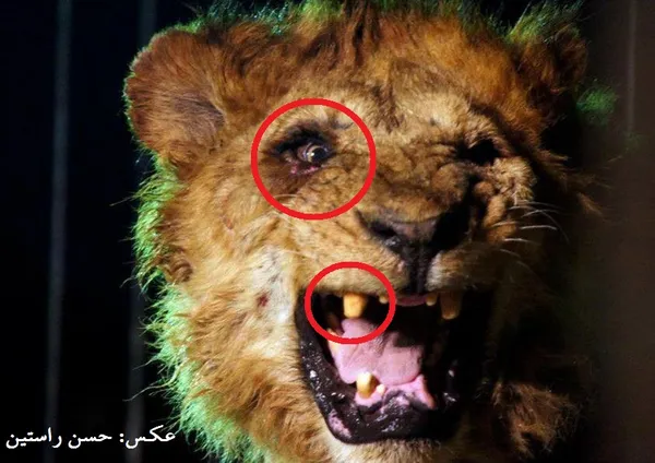 شیری که در قفس متولد شده و زیسته و برای سیرک تربیت شده، شاید &laquo;شیر بی یال و دم اشکم&raquo; نباشد اما دست کمی از آن ندارد؛ این را دندان بریده و چشم مصدومش نشان می&zwnj;دهد که معلوم نیست چه بلایی بر سرش آمده است!