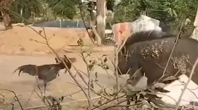 نبرد شجاعانه خروس لاری با گراز را ببینید