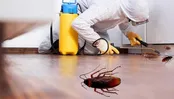 چند روش ساده برای خلاصی از شر سوسک‌ها