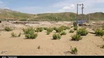 باغات انجیر