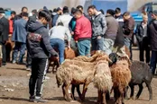 قیمت دام زنده امروز 8 بهمن