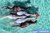 حفاظت از اسب‌های چوگان در برابر گرمازدگی