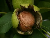 بهبود خلق و خو با خوردن گردو