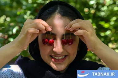 عکس: چیدن آلبالو و گیلاس از باغ‌های روستای کندر