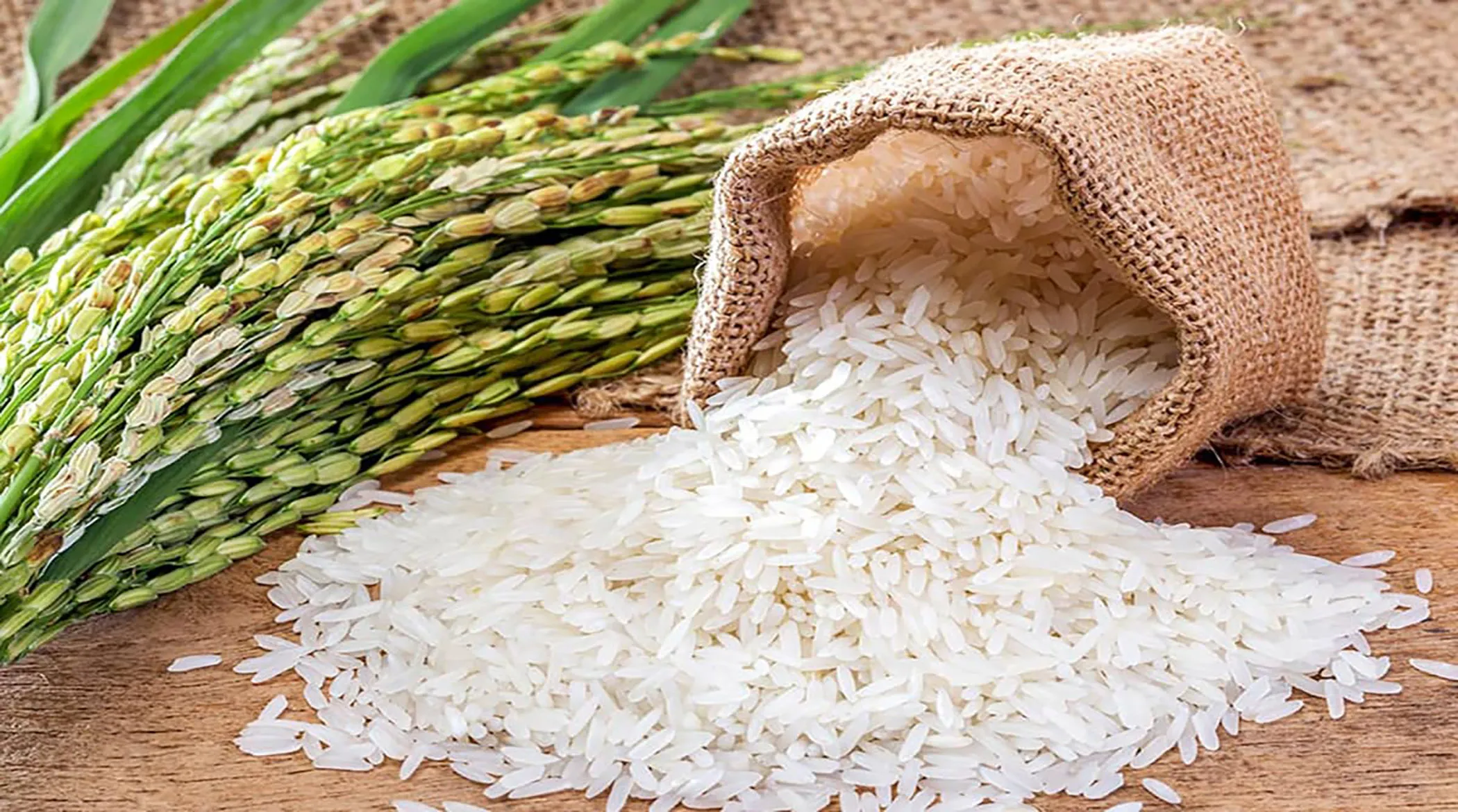 چگونه غذای اصلی جهان متان تولید می‌کند؟