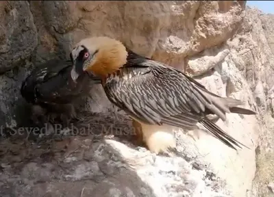 ویدیوی هما و جوجه‌اش در لانه‌شان