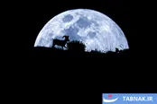 تماشای بمو، ملاقات با طبیعت بی‌واسطه