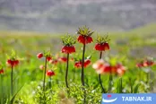 عکس: دشت رویایی لاله‌های واژگون کوهرنگ