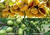 مرکز خرید نهال بادام و گردو دیرگل مقاوم به سرما