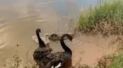 تشکر قوهای سیاه از نجات‌دهندگان جوجه‌شان