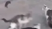 نبرد دیدنی یک خرموش در تهران با سه گربه