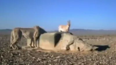 هم‌نشینی یوزپلنگ ایرانی و گورخر در کنار آب!