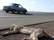 توله یوز تلف شده ماده بود