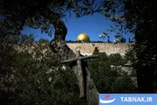عکس: آغاز برداشت سنتی زیتون توسط راهبان کاتولیک در دامنه‌های کوه زیتون