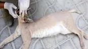 گربه‌سان نادر در جنوب سیستان و بلوچستان تلف شد