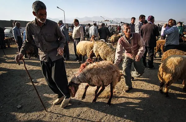 خرید و فروش دام در آستانه عید قربان - همدان./ISNA
