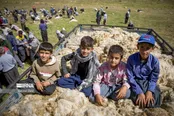 پشم چینی گوسفندان عشایر در دالاهو