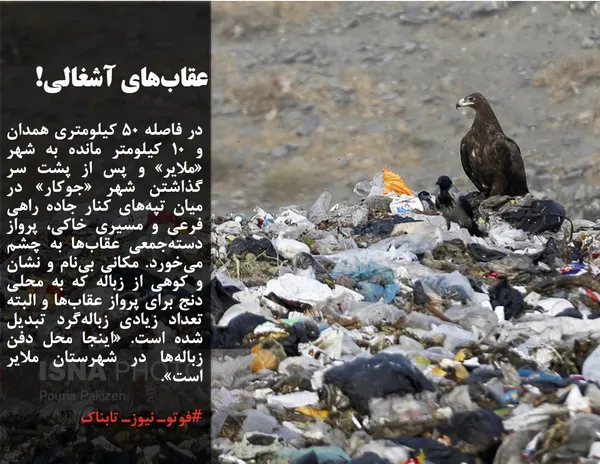در فاصله ۵۰ کیلومتری همدان و ۱۰ کیلومتر مانده به شهر &laquo;ملایر&raquo; و پس از پشت سر گذاشتن شهر &laquo;جوکار&raquo; در میان تپه&zwnj;های کنار جاده راهی فرعی و مسیری خاکی، پرواز دسته&zwnj;جمعی عقاب&zwnj;ها به چشم می&zwnj;خورد. مکانی بی&zwnj;نام و نشان و کوهی از زباله که به محلی دنج برای پرواز عقاب&zwnj;ها و البته تعداد زیادی زباله&zwnj;گرد تبدیل شده است. &laquo;اینجا محل دفن زباله&zwnj;ها در شهرستان ملایر است&raquo;. به گفته معاون فرماندار ملایر، محل دفن زباله در شهر ملایر استاندارد وجود ندارد و روستاهای اطراف در این زمینه اظهار نارضایتی دارند؛ بنابراین باید روند مکان&zwnj;گُزینی و دفن بهداشتی و استانداردسازی زباله&zwnj;های شهر ملایر سرعت گیرد. در ناحیه فعلی به علت منابع غذایی و کثرت جوندگان، با عقاب&zwnj;های دشتی مواجه هستیم و امکان تغییر زیست&zwnj;بوم عقاب&zwnj;ها وجود ندارد اما با تغییر سایت پسماند ملایر، می&zwnj;توان شاهد بهبود زیست&zwnj;بوم عقاب&zwnj;ها بود.

