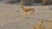 تصاویر آهوی تک شاخ جزیره قشم
