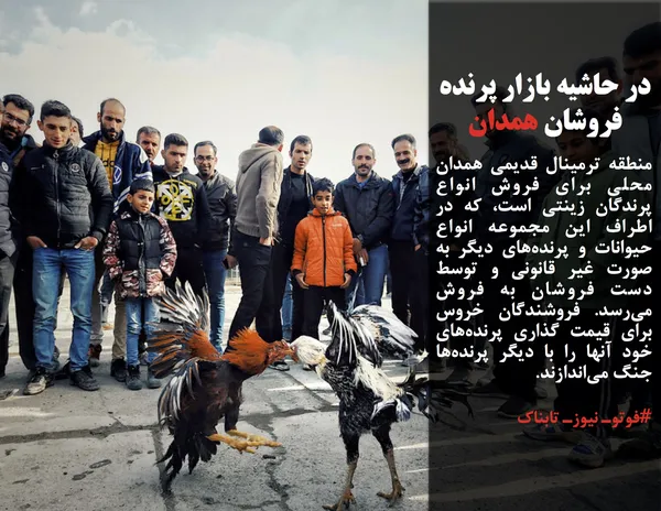 منطقه ترمینال قدیمی همدان محلی برای فروش انواع پرندگان زینتی است، که در اطراف این مجموعه انواع حیوانات و پرنده&zwnj;های دیگر به صورت غیر قانونی و توسط دست فروشان به فروش می&zwnj;رسد. فروشندگان خروس برای قیمت گذاری پرنده&zwnj;های خود آنها را با دیگر پرنده&zwnj;ها جنگ می&zwnj;اندازند.

#فوتوـ نیوزـ تابناک
