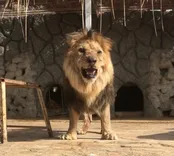 پاسخ مدیر باغ وحش شیراز به انتشار یک کلیپ