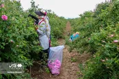 برداشت گل محمدی در البرز