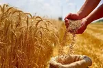 تولید ملی در اتاق ICU / پایان خوش برای دلال، پایان تلخ برای کشاورز !